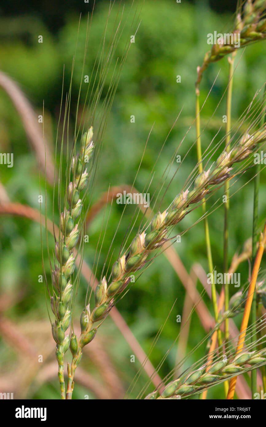 L'épeautre, le blé d'hiver l'épeautre (Triticum spelta var. cylindrica), épis, Allemagne Banque D'Images