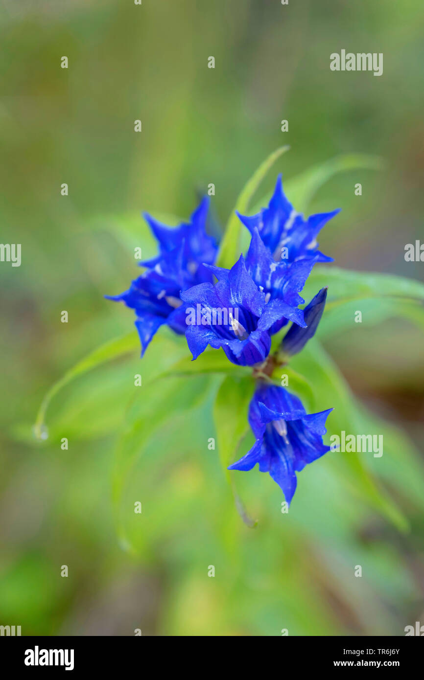 Willow (Gentiana asclepiadea gentiane), la floraison, l'Allemagne, la Bavière Banque D'Images