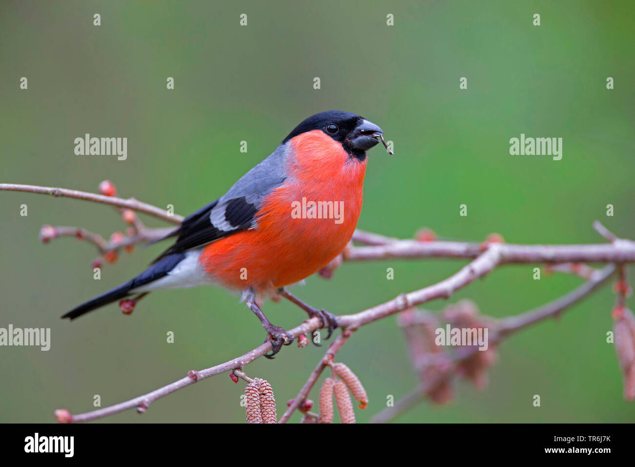 Colvert, Canard colvert, le nord du bouvreuil (Pyrrhula pyrrhula), homme l'OB d'une succursale se nourrissant d'un noyau, Allemagne Banque D'Images