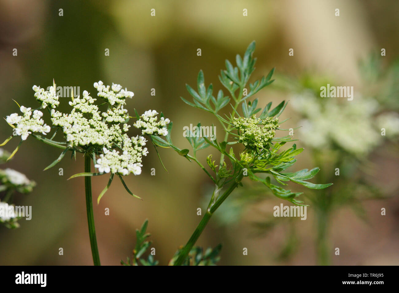 Fool's persil, Fool's cicely, Poison Aethusa cynapium (persil, Aethusa cynapium subsp. cynapium), blooming, Allemagne Banque D'Images