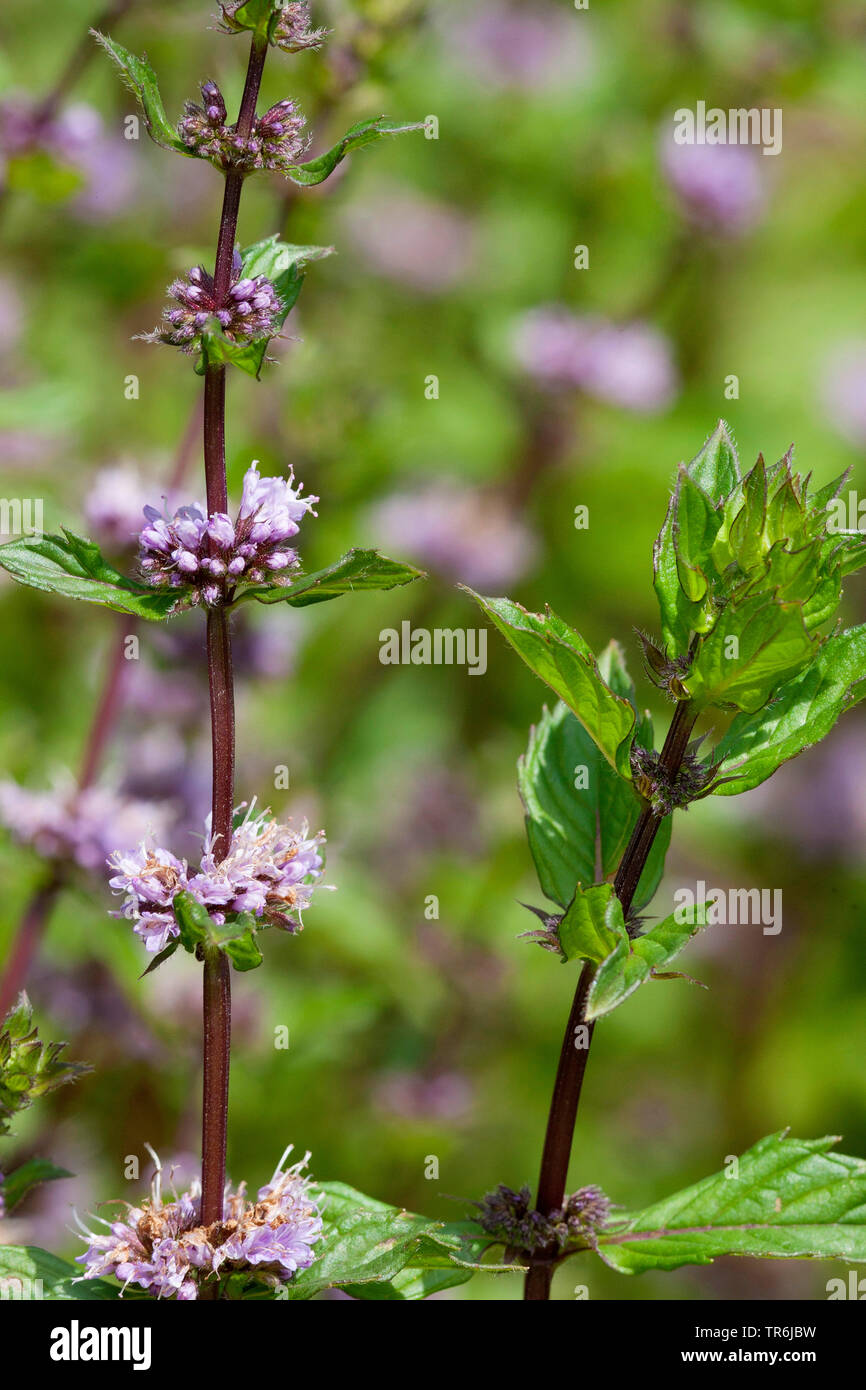 La menthe poivrée, menthe-hybride (Mentha x piperita, Mentha piperita, M. aquatica x M. spicata), blooming, Allemagne Banque D'Images