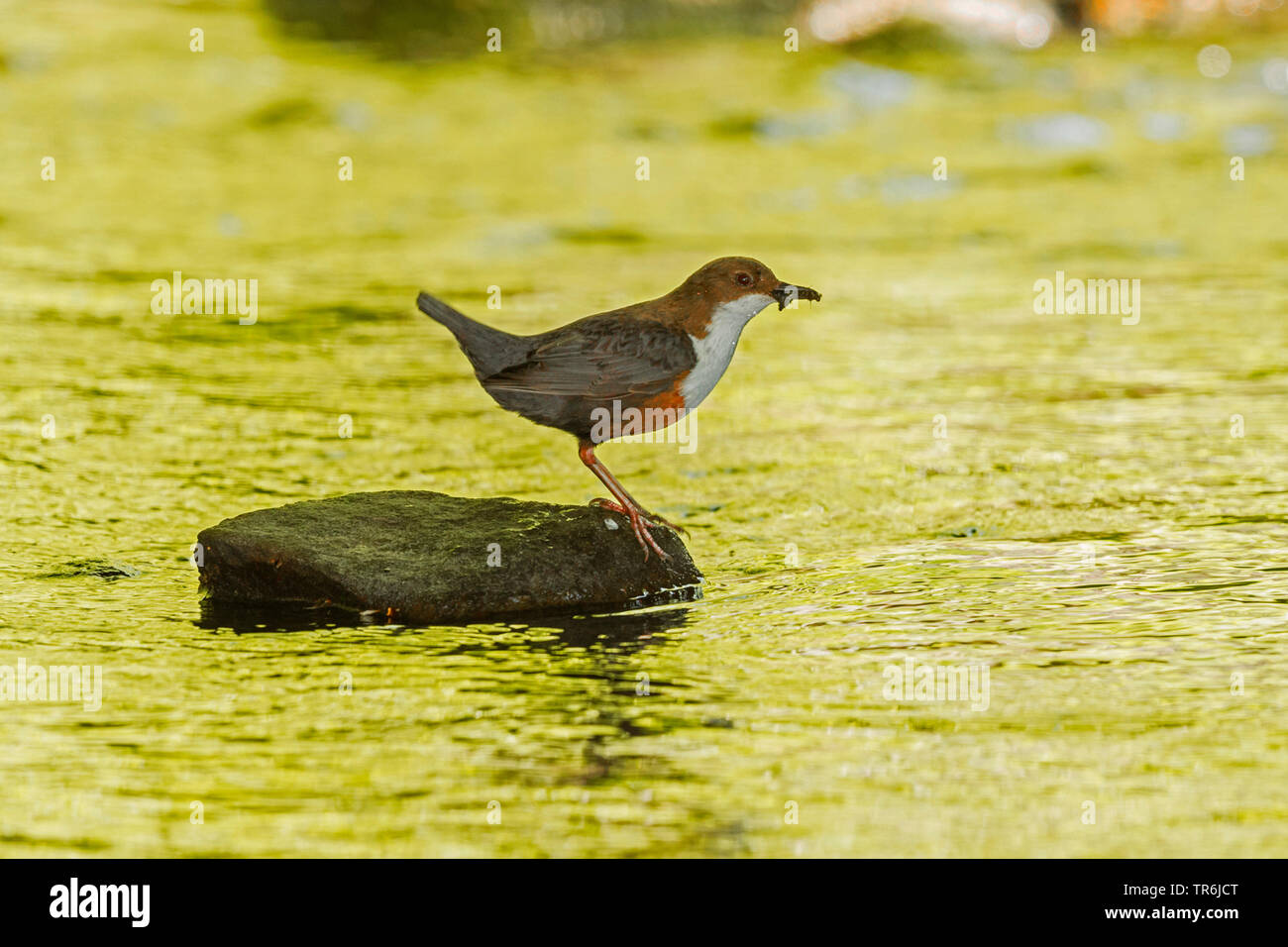 Balancier (Cinclus cinclus), assis sur une pierre dans l'eau avec les insectes capturés dans le bec, en Allemagne, en Bavière, Isental Banque D'Images