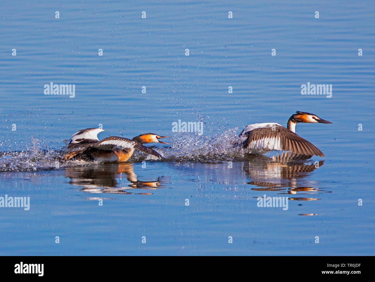 Grèbe huppé (Podiceps cristatus), mâles se mettent à pourchasser sur la surface du lac, l'Allemagne, la Bavière Banque D'Images