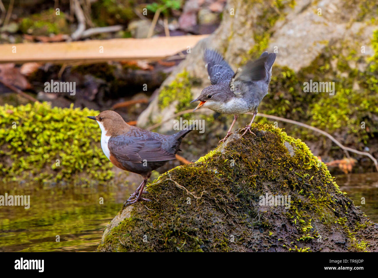 Balancier (Cinclus cinclus), des profils avec mendicité chick couvert de mousse sur une pierre dans un ruisseau, Allemagne, Bavière, Prien Banque D'Images