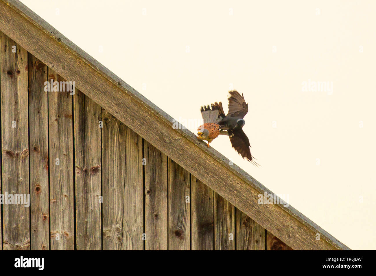 Kestrel Kestrel eurasien, l'Ancien Monde, faucon crécerelle, faucon crécerelle (Falco tinnunculus), homme est attaqué par un choucas au lieu de nidification, l'Allemagne, la Bavière Banque D'Images