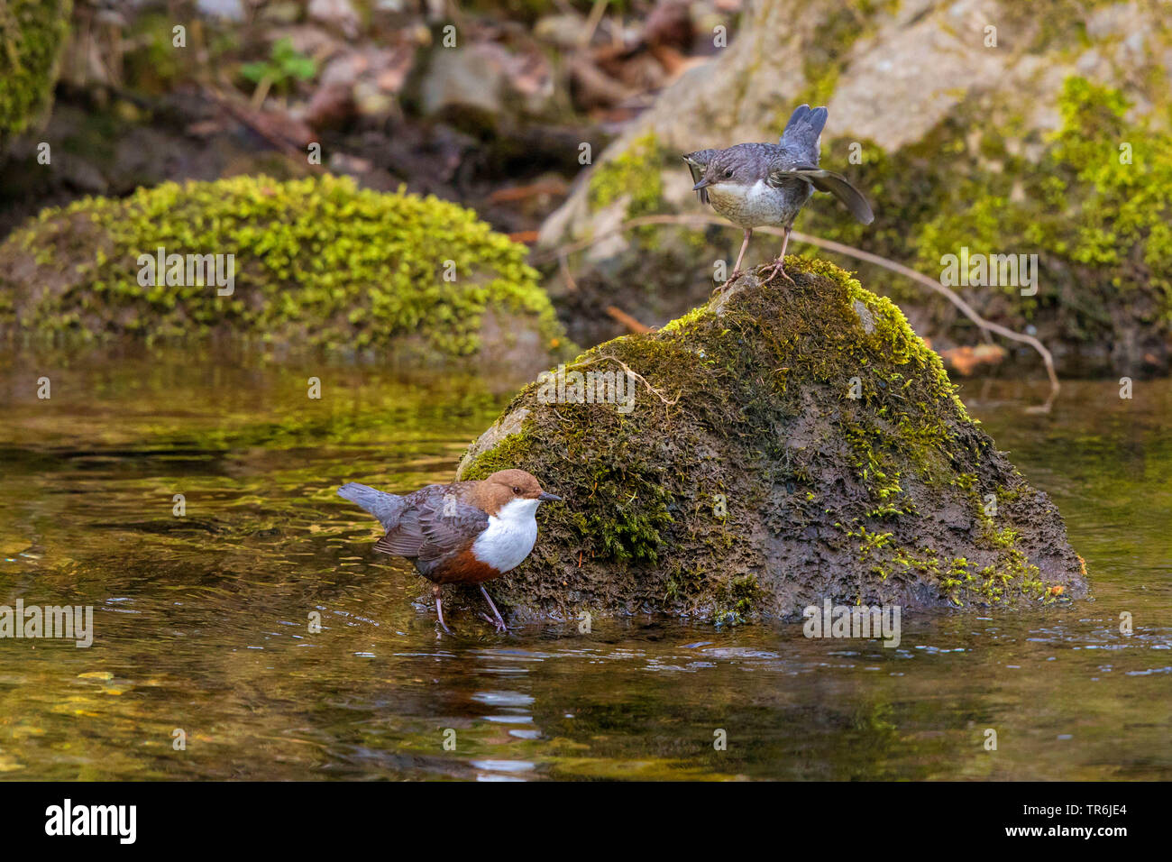 Balancier (Cinclus cinclus), des profils avec mendicité chick couvert de mousse sur une pierre dans un ruisseau, Allemagne, Bavière, Prien Banque D'Images