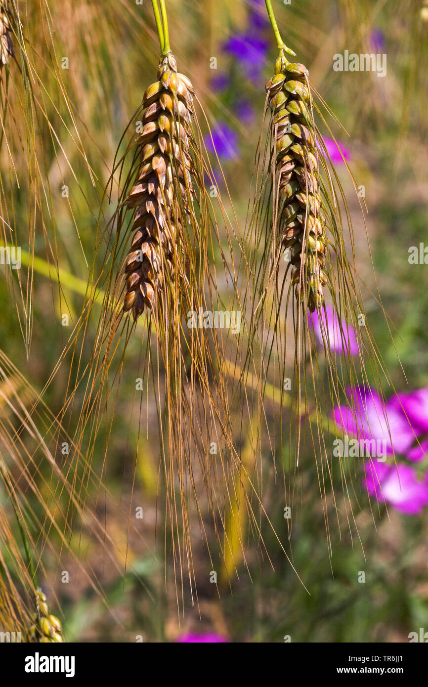 Blé ramifié (Triticum turgidum ssp. turgidum, Triticum turgidum), épis, Allemagne Banque D'Images