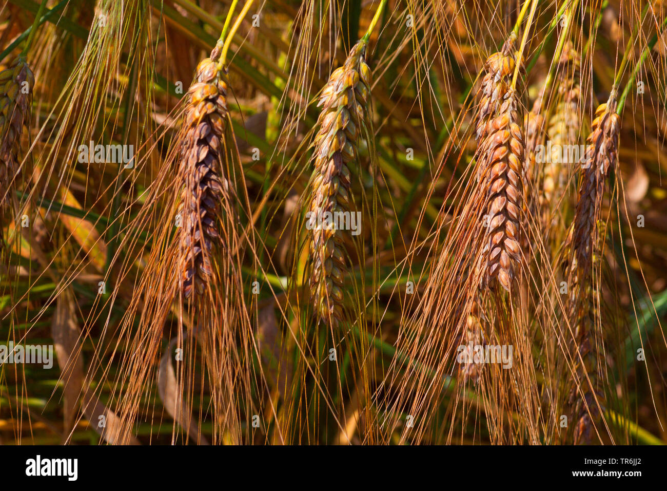 Blé ramifié (Triticum turgidum ssp. turgidum, Triticum turgidum), épis, Allemagne Banque D'Images