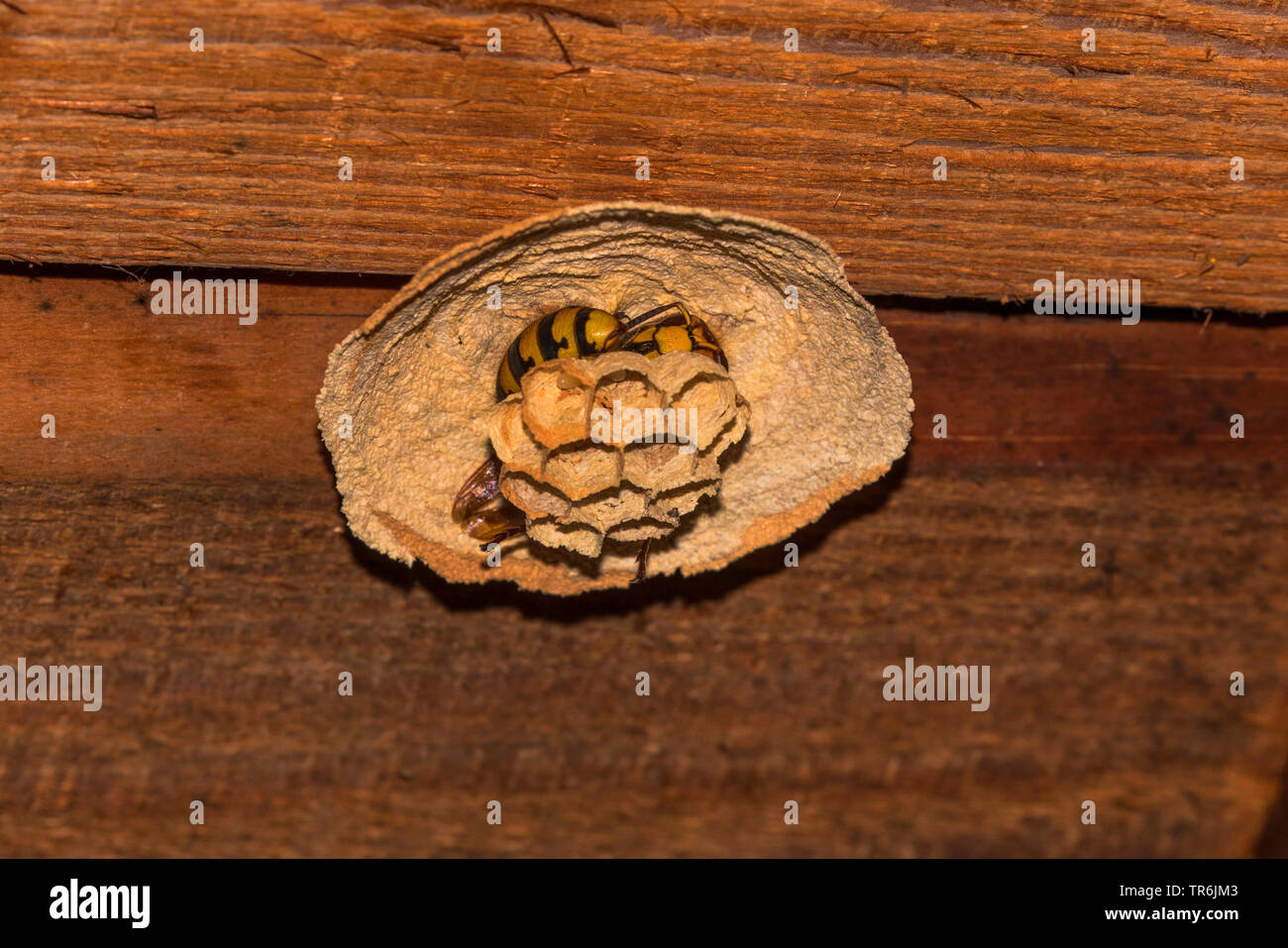 Hornet, brown, hornet hornet Européen (Vespa crabro), Reine de dormir dans le nid, l'Allemagne, la Bavière Banque D'Images