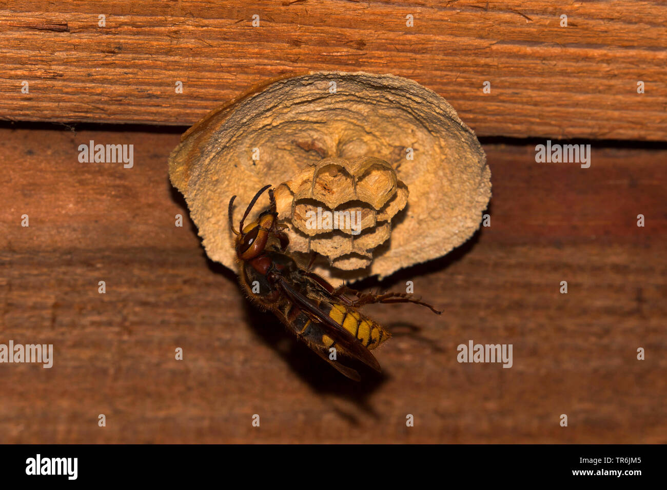 Hornet, brown, hornet hornet Européen (Vespa crabro), Queen en commençant par la construction du nid, l'Allemagne, la Bavière Banque D'Images