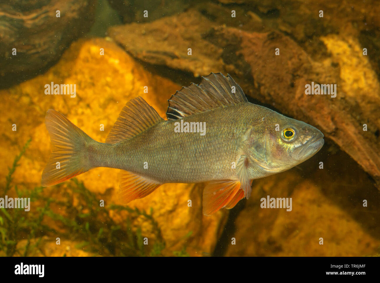 La perche, sandre européen, Redfin perchaude (Perca fluviatilis), sans rayures, Allemagne Banque D'Images