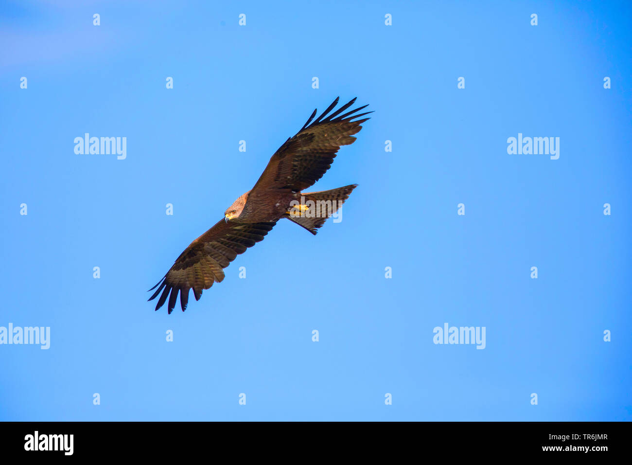 Milan noir, jaune-billed kite (Milvus migrans), la chasse, l'Allemagne, la Bavière Banque D'Images