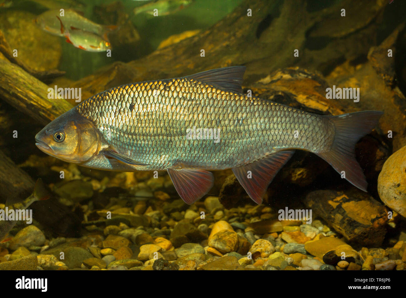 Ide, ide mélanote (Leuciscus idus), milkner, Allemagne Banque D'Images