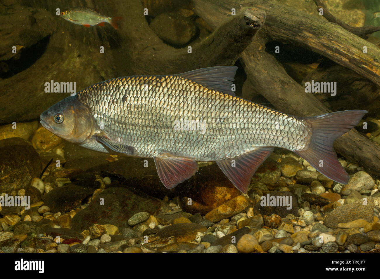 Ide, ide mélanote (Leuciscus idus), milkner, Allemagne Banque D'Images