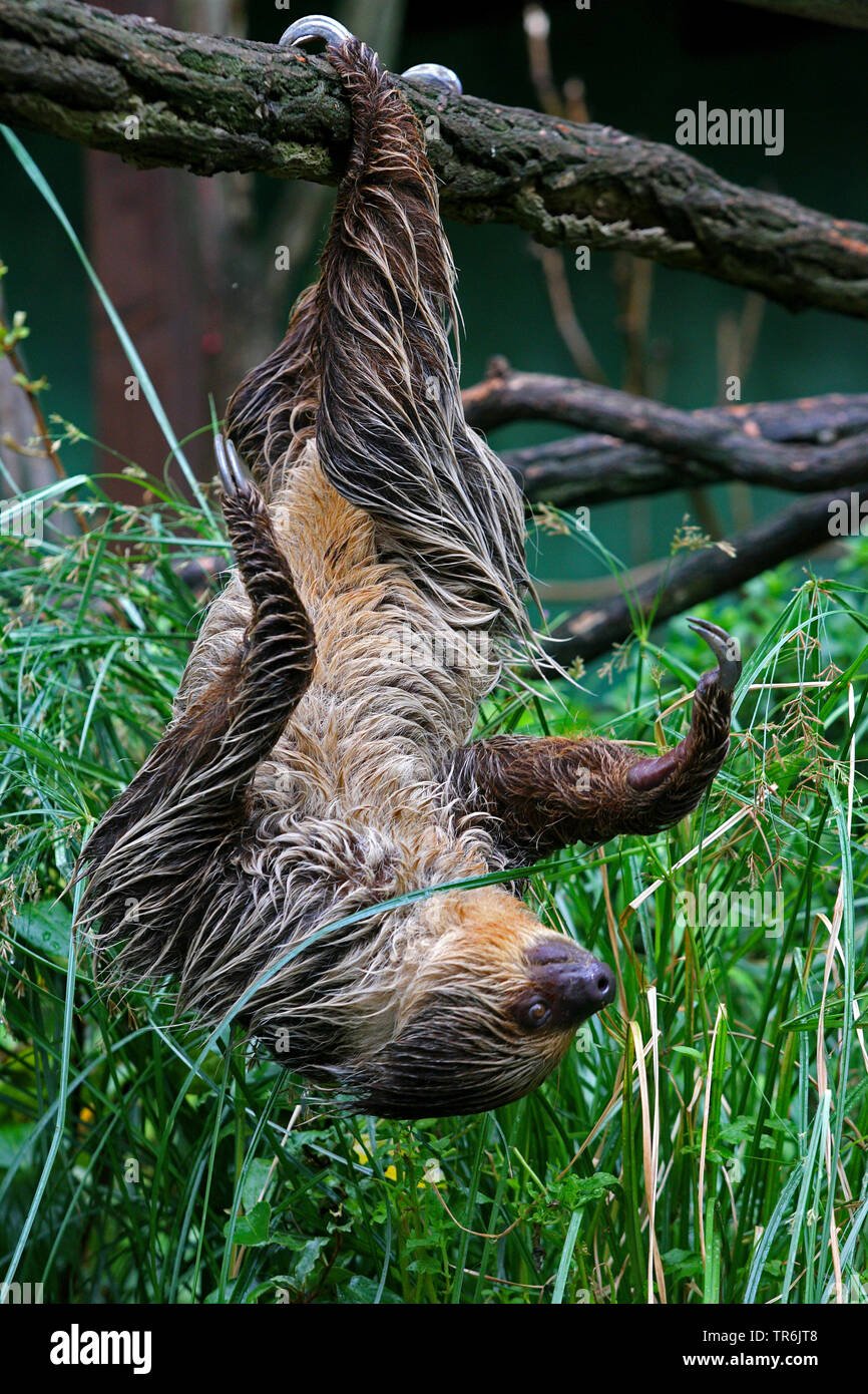 Deux Linné-toed sloth (Choloepus didactylus), suspendu à une branche Banque D'Images