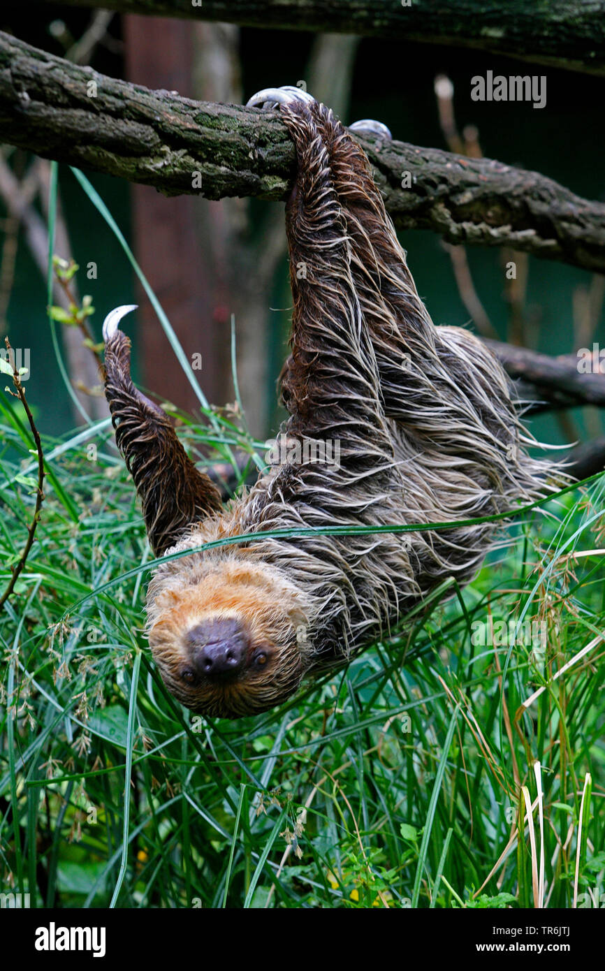 Deux Linné-toed sloth (Choloepus didactylus), suspendu à une branche Banque D'Images