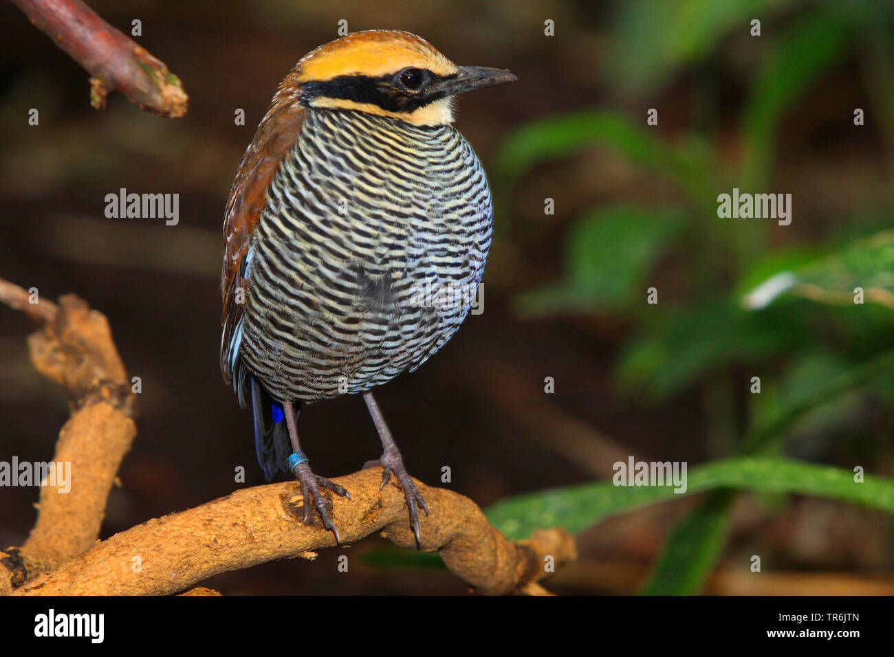 Javan baguées, Pitta Pitta à queue bleue (Pitta guajana, Hydrornis guajanus), assis sur une branche, l'Indonésie Banque D'Images