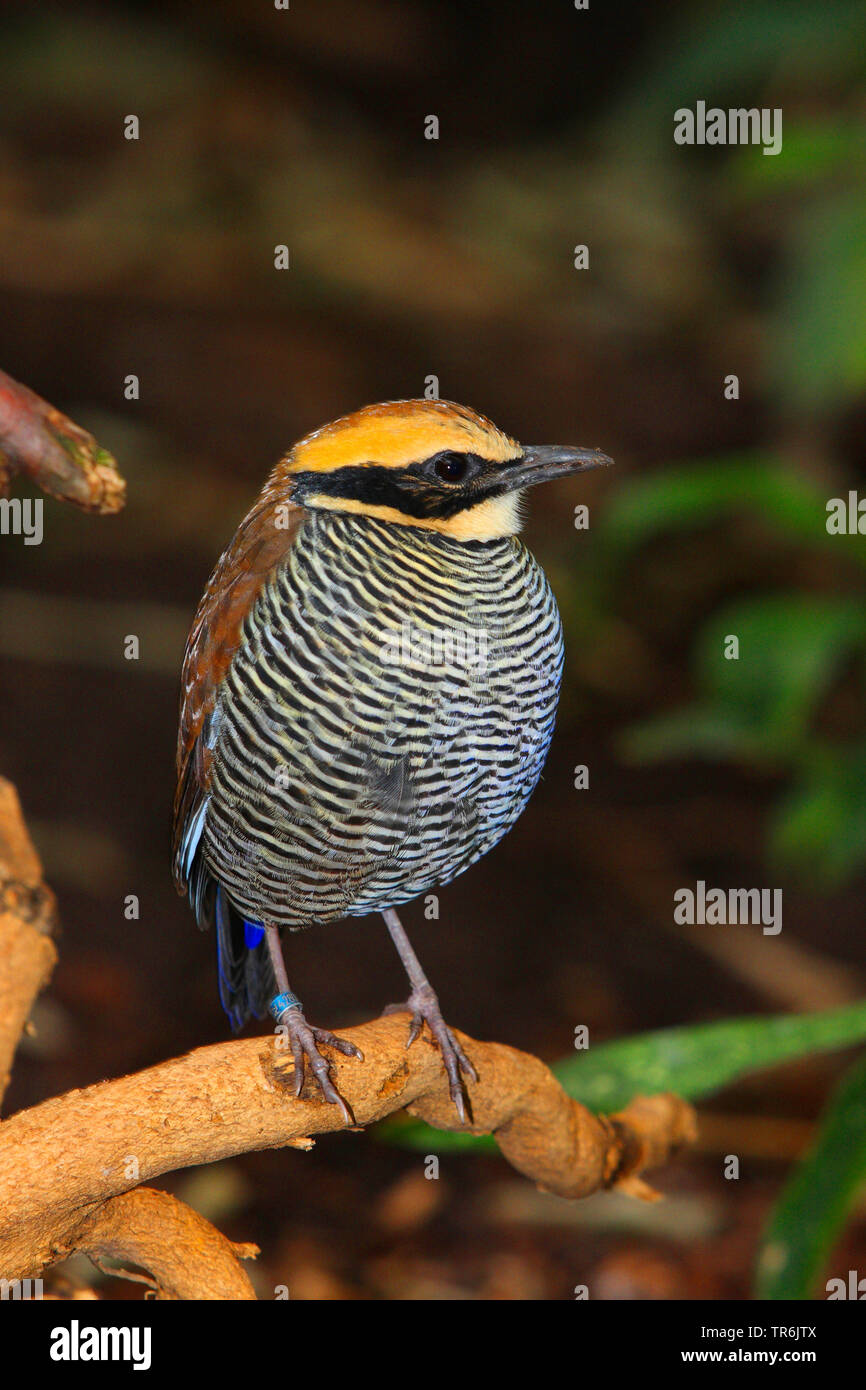Javan baguées, Pitta Pitta à queue bleue (Pitta guajana, Hydrornis guajanus), assis sur une branche, l'Indonésie Banque D'Images
