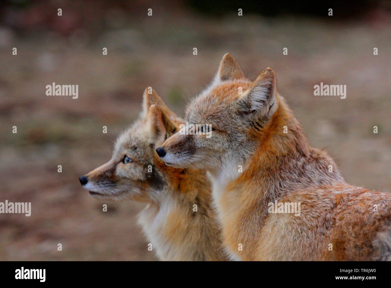 Le renard véloce, le kit fox (Vulpes velox), deux renards Banque D'Images