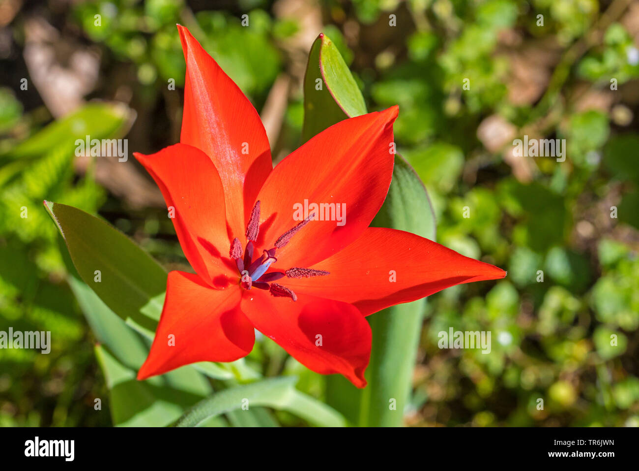 Tulip à feuilles étroites (Tulipa linifolia), fleur Banque D'Images