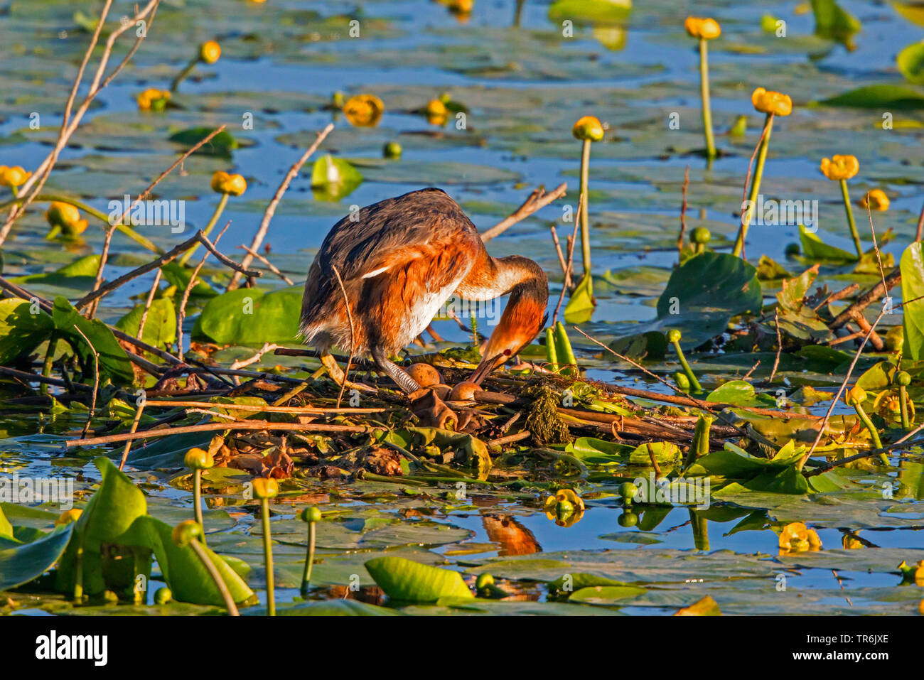 Grèbe huppé (Podiceps cristatus), tourner les oeufs dans le nid, l'Allemagne, la Bavière Banque D'Images