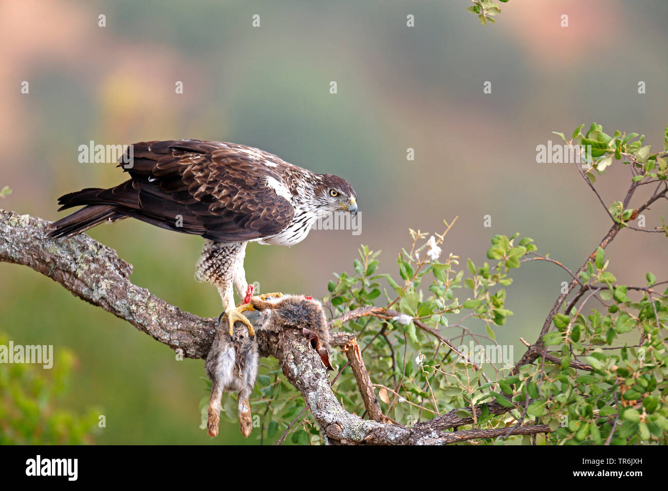 Bonellis Hieraaetus fasciatus, aigle (Aquila fasciata), s'assied à un chêne liège avec un lapin, l'Espagne, l'Estrémadure Banque D'Images