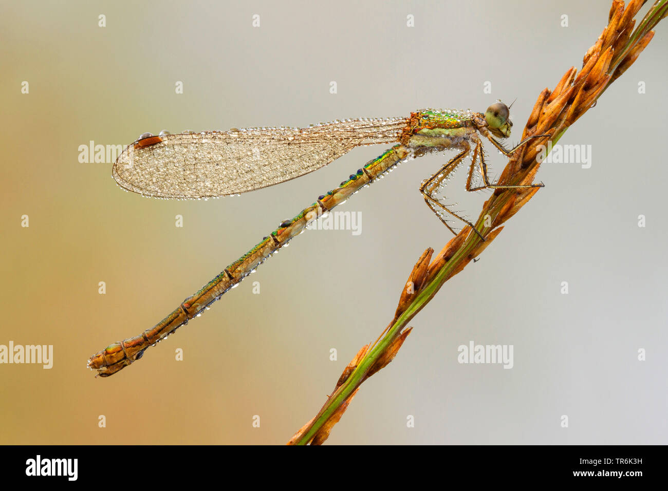 Émeraude rares (demoiselle Lestes dryas), assis à une herbe, couvert de rosée du matin, Allemagne Banque D'Images