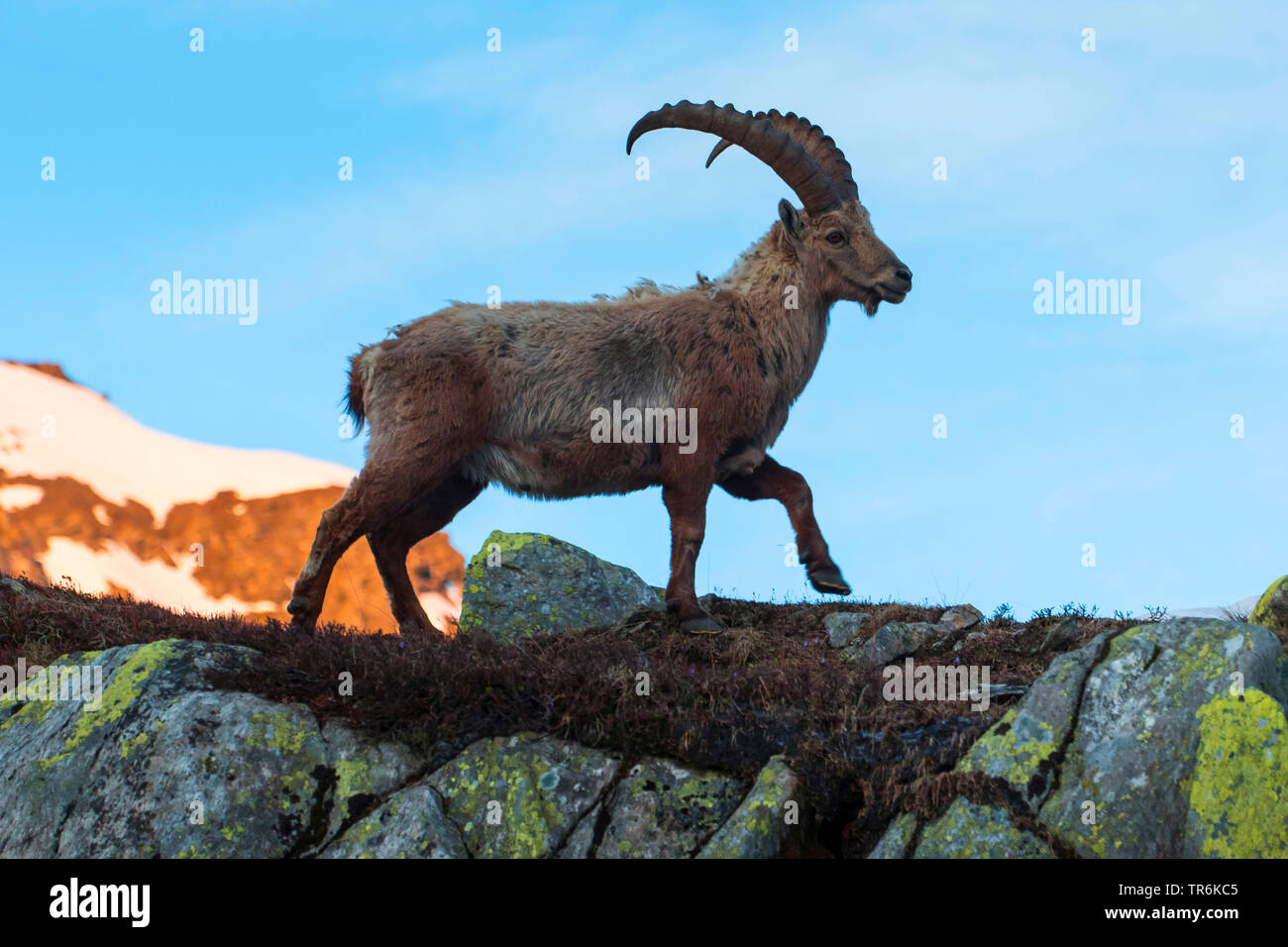 Bouquetin des Alpes (Capra ibex, Capra ibex ibex), marche sur une crête de montagne, Suisse, Valais, Nufenenpass Banque D'Images