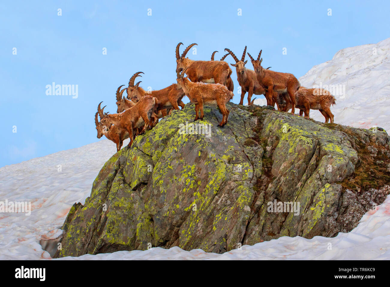 Bouquetin des Alpes (Capra ibex, Capra ibex ibex), debout dans un groupe rock, Suisse, Valais, Nufenenpass Banque D'Images