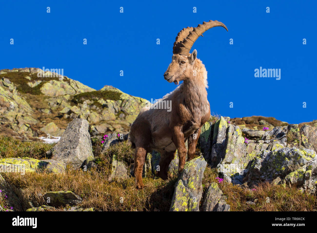 Bouquetin des Alpes (Capra ibex, Capra ibex ibex), comité permanent des roches, la Suisse, l'Italie, Nufenenpass Banque D'Images