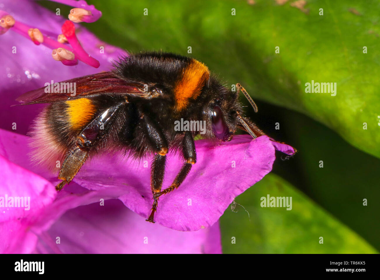 Buff-queue de bourdons (Bombus terrestris), sur une fleur de rhododendron, Germany Banque D'Images