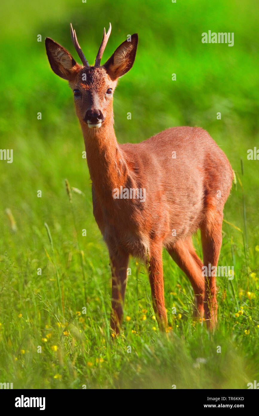 Le chevreuil (Capreolus capreolus), roebuck sur une prairie au printemps, Allemagne Banque D'Images