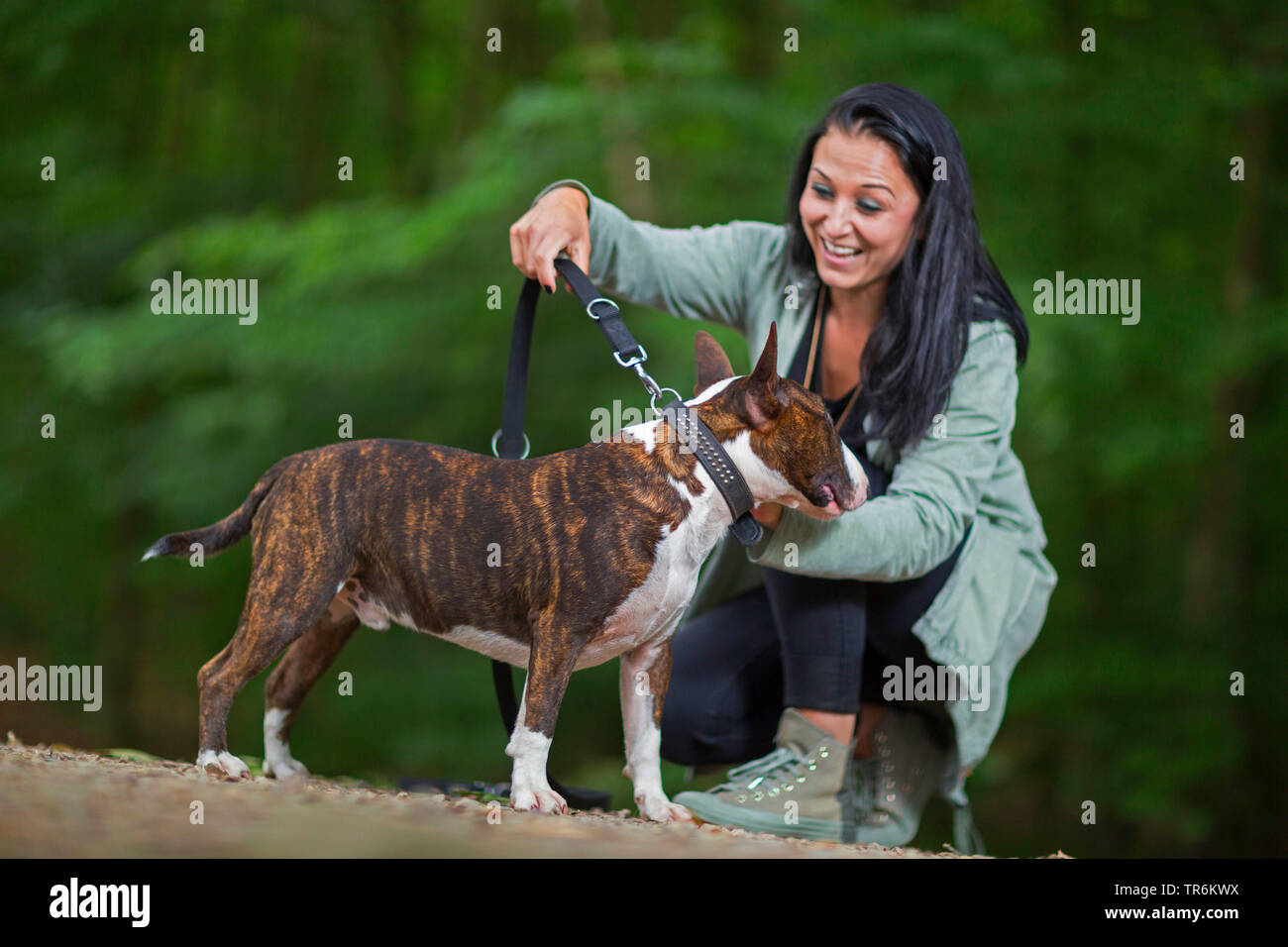 Bull Terrier (Canis lupus f. familiaris), femme mettant son chien sur la laisse, Allemagne Banque D'Images