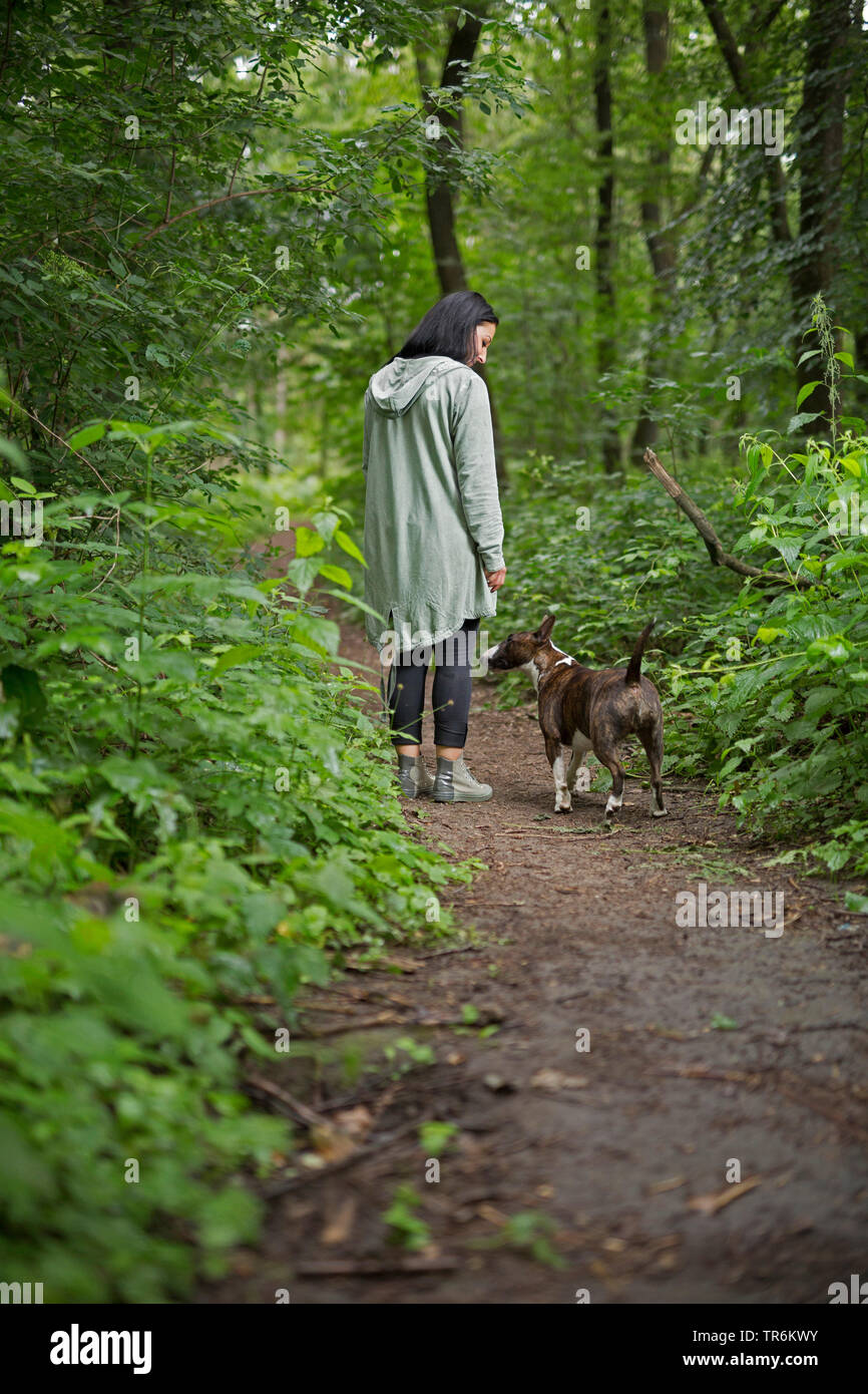 Bull Terrier (Canis lupus f. familiaris), femme marche avec son chien dans la forêt, Allemagne Banque D'Images