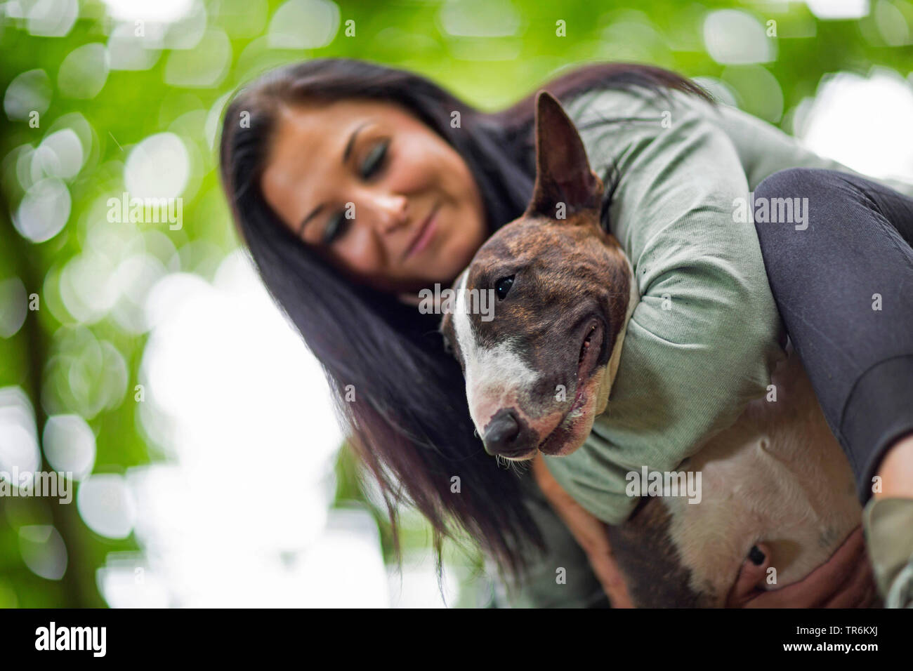 Bull Terrier (Canis lupus f. familiaris), homme chien smooching avec sa maîtresse dans une forêt , Allemagne Banque D'Images