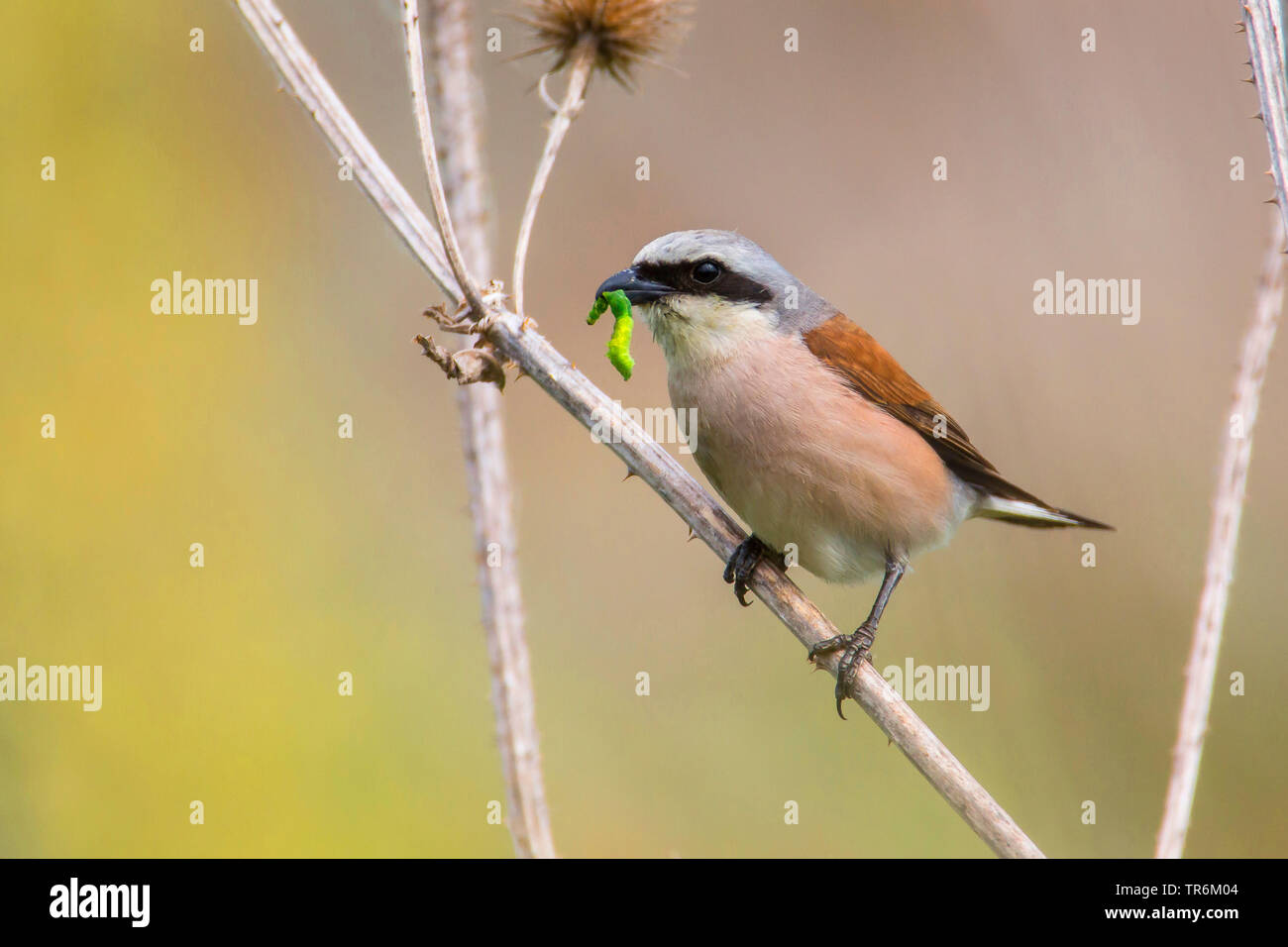 Pie-grièche écorcheur (Lanius collurio), homme avec Caterpillar dans le bec, l'Allemagne, la Bavière Banque D'Images