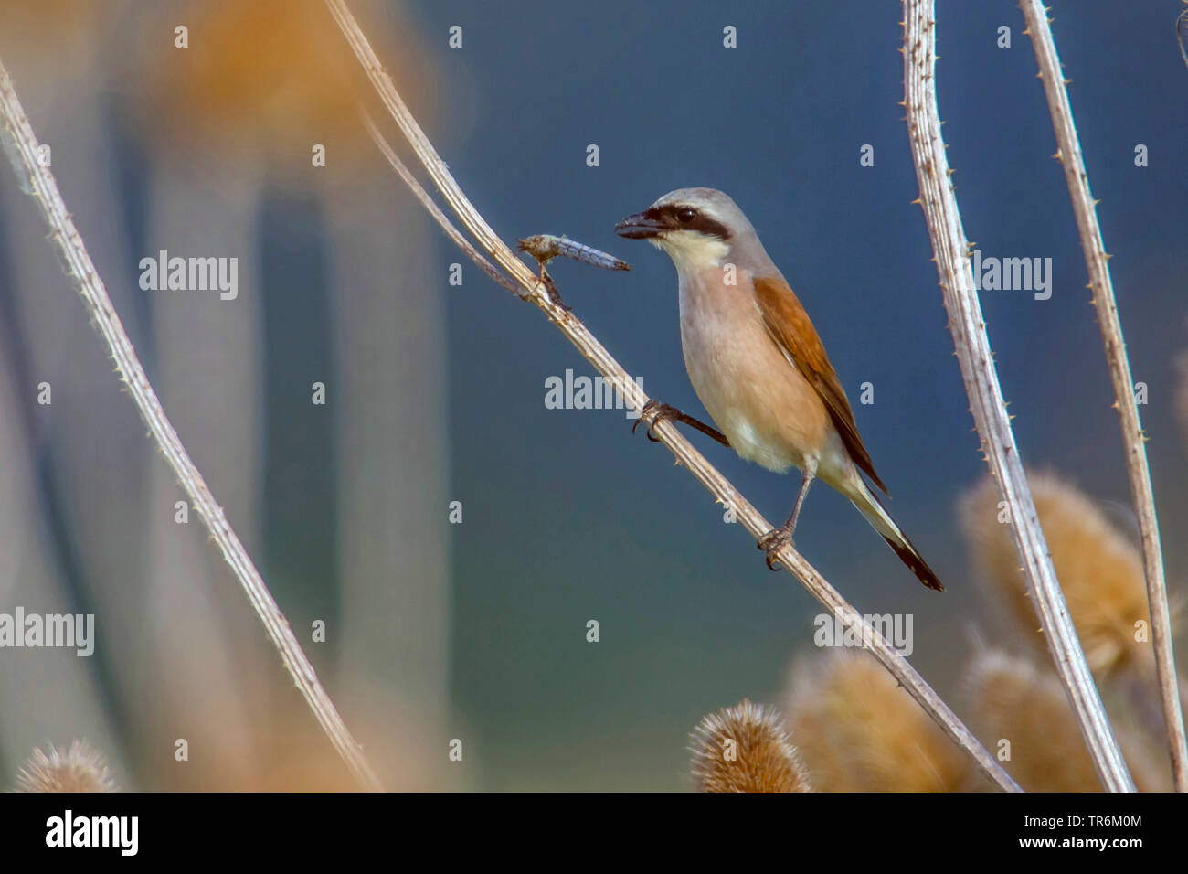 Pie-grièche écorcheur (Lanius collurio), homme qui se nourrit d'une libellule à pointes, en Allemagne, en Bavière, Niederbayern, Basse-Bavière Banque D'Images