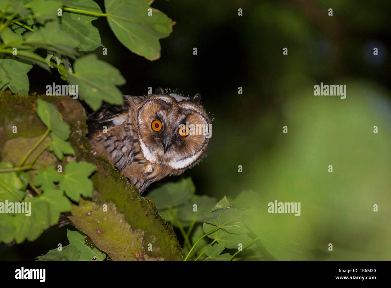 Long-eared Owl (Asio otus), les jeunes feuilles curieusement owl à entre, d'Allemagne, Bavière, Niederbayern, Basse-Bavière Banque D'Images