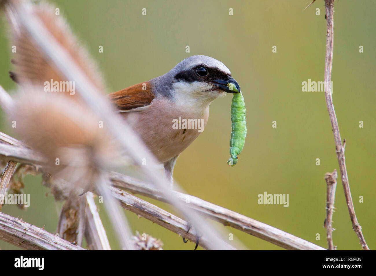 Pie-grièche écorcheur (Lanius collurio), homme avec Caterpillar d'un Sphynx Colibri dans le bec, Allemagne, Bavière, Niederbayern, Basse-Bavière Banque D'Images