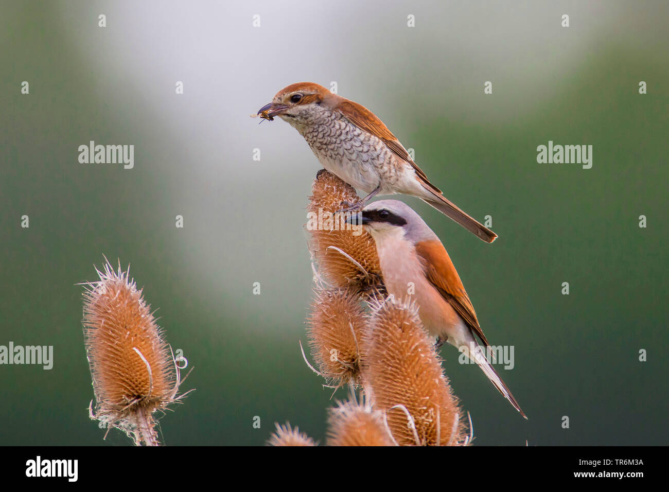 Pie-grièche écorcheur (Lanius collurio), paire sur une cardère, Allemagne, Bavière, Niederbayern, Basse-Bavière Banque D'Images