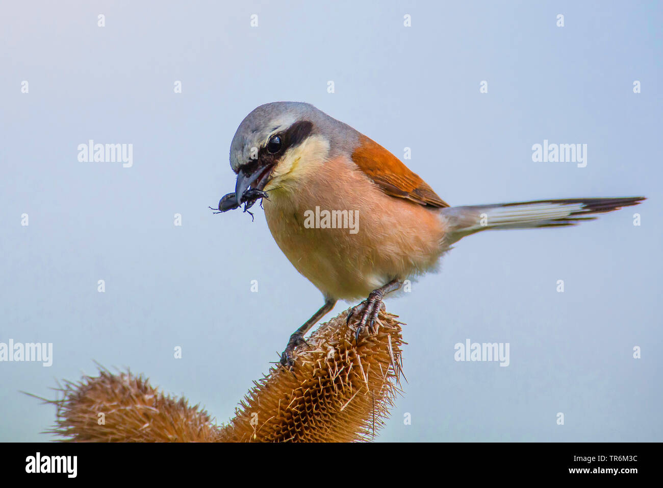 Pie-grièche écorcheur (Lanius collurio), homme avec un insecte dans le bec, en Allemagne, en Bavière, Niederbayern, Basse-Bavière Banque D'Images