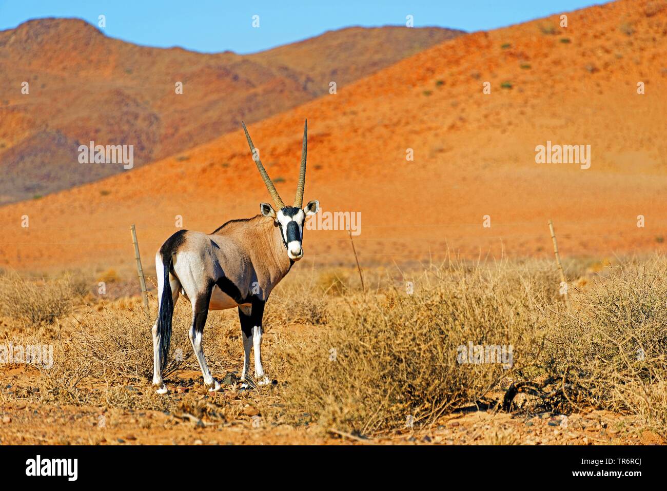 Gemsbok, Oryx gazella beisa (), dans le désert, Namibie, Sesriem Banque D'Images