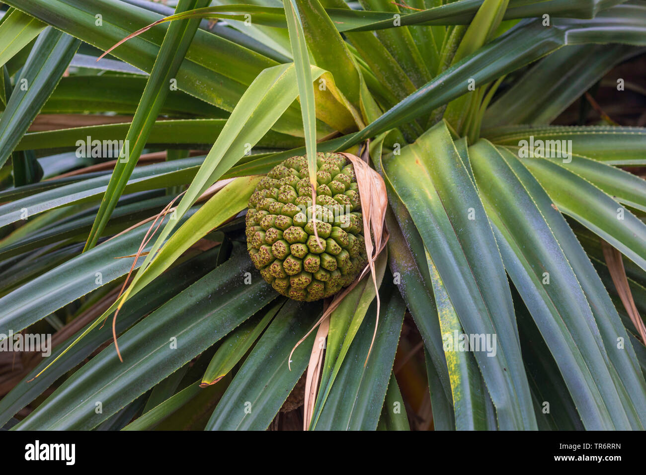 Pandanus palm vis (spec.), l'infructescence, USA, Hawaii, Maui Banque D'Images