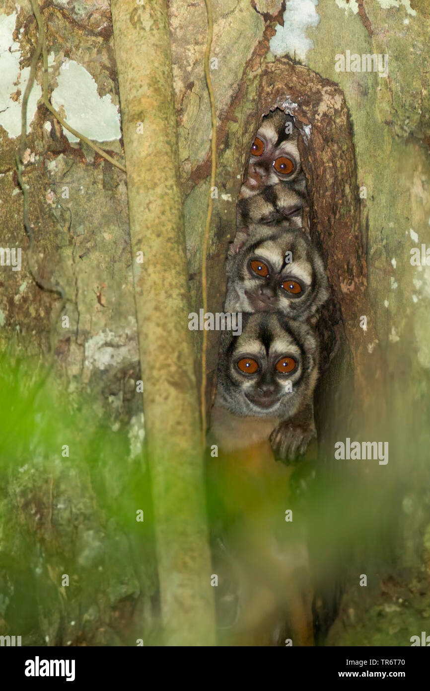 Singe douroucouli, nuit, Humboldt's night monkey (Aotus trivirgatus Aotus trivirgatus), l'Equateur, Banque D'Images