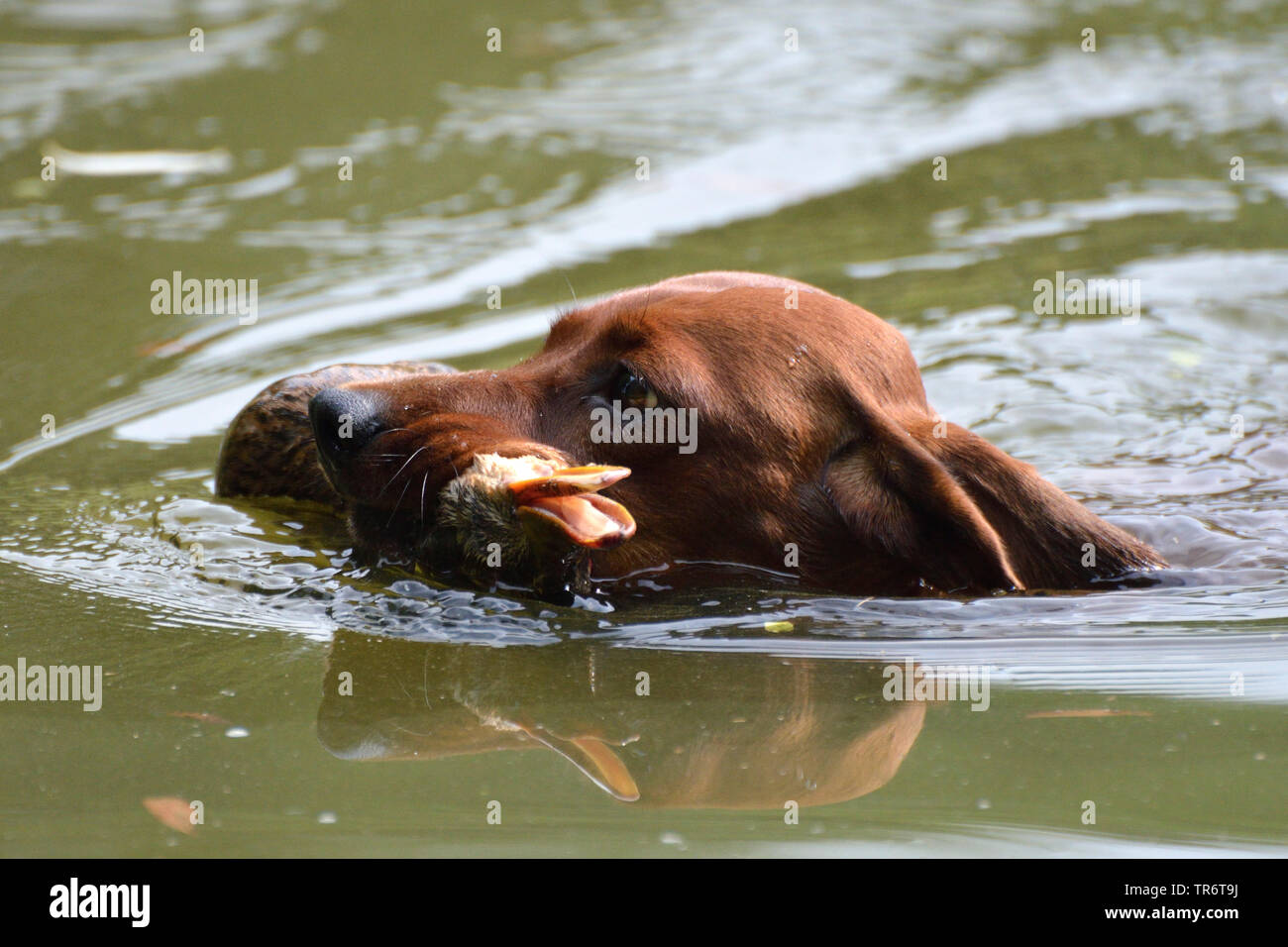 Teckel à poil court, à poil court, chien saucisse chien domestique (Canis lupus f. familiaris), natation et récupération d'un canard, Allemagne Banque D'Images