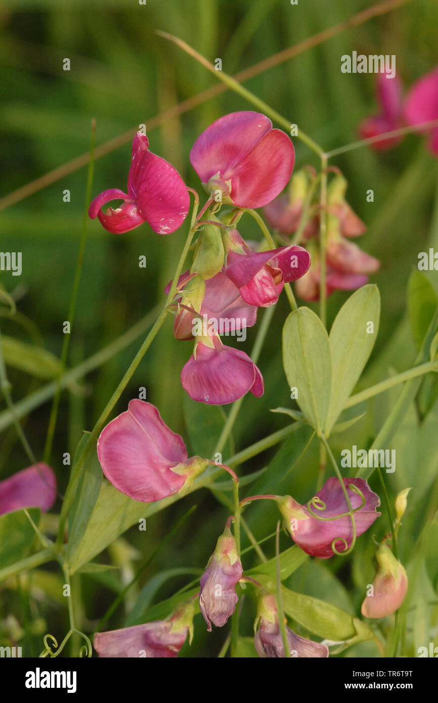 Terre-écrou peavine, gesse tubéreuse, pois tubéreux (Lathyrus tuberosus), Pays-Bas Banque D'Images