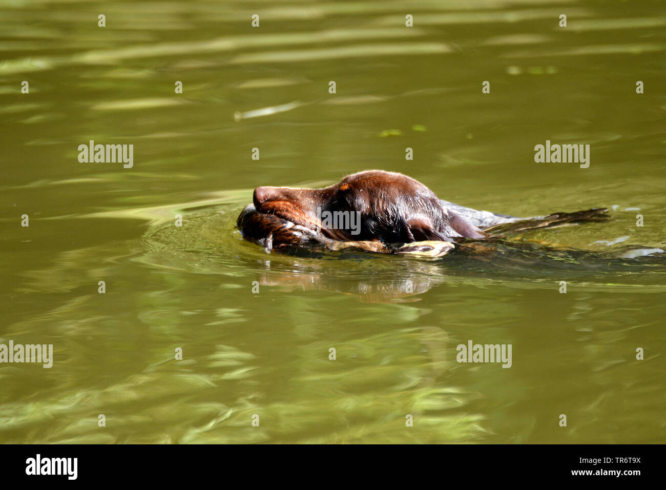 Teckel à poil court, à poil court, chien saucisse chien domestique (Canis lupus f. familiaris), natation et récupération d'un canard, Allemagne Banque D'Images