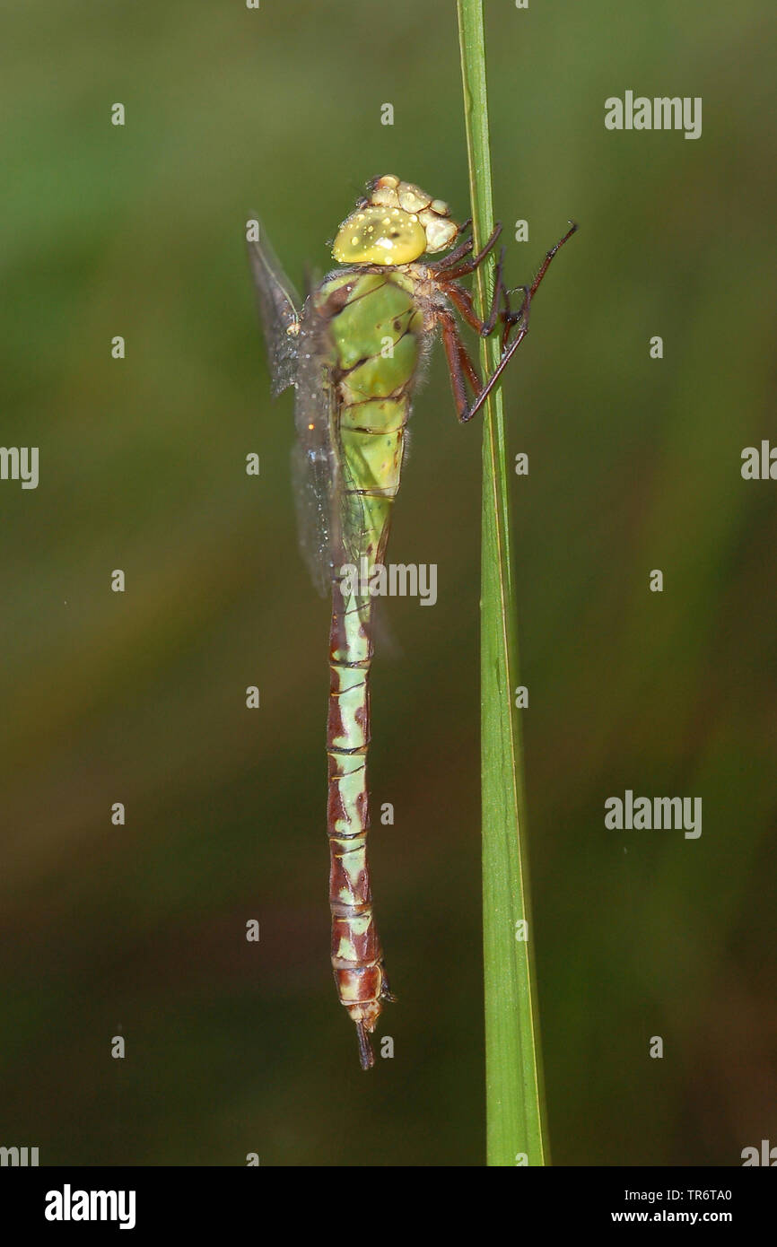 Hawker vert (Aeshna viridis, Aeschna viridis), Pays-Bas Banque D'Images