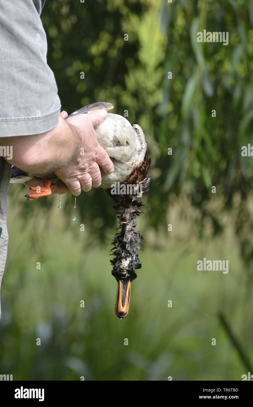Le Canard colvert (Anas platyrhynchos), hunter tenant une shot duck humide, Allemagne Banque D'Images