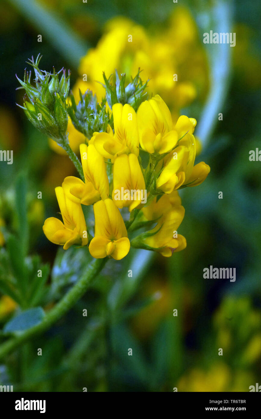 La drépanocytose, la luzerne lupuline faucille, jaune à fleurs jaunes, Lucerne la luzerne (Medicago falcata, Medicago sativa ssp. falcata), Pays-Bas Banque D'Images